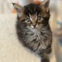 Photo of Muffhyms Maine Coon Cattery