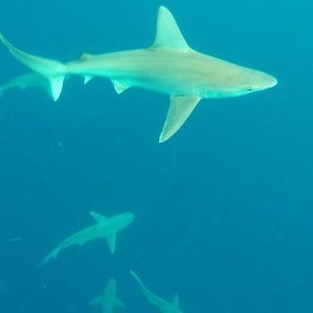 One Ocean Diving - Free Diving Near Me - Haleiwa, Hawaii