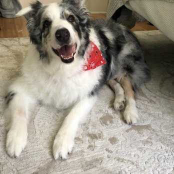 Salty Dog Wash - Pet Groomers Near Me - Galveston, Texas Salty Dog Wash - Pet Groomers Near Me - Galveston, Texas