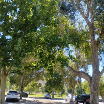 Central Park - OMG! The trees... pure beauty - Parks Near Me - Santa Clarita, California