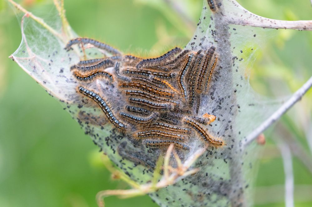 GYPSY MOTH CONTROL Updated August 2024 Milton, Ontario Pest