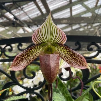 Kawamoto Orchid Nursery - Nurseries & Gardening Near Me - Honolulu, Hawaii