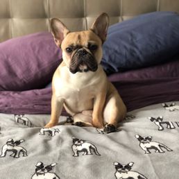 Jake the amazing Frenchie Jake the amazing Frenchie