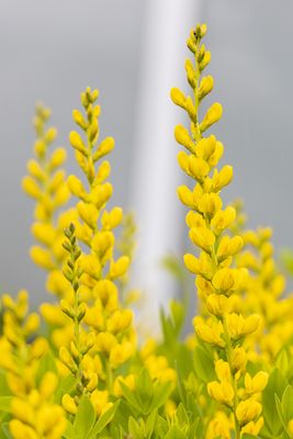 Phipps Conservatory and Botanical Gardens by null