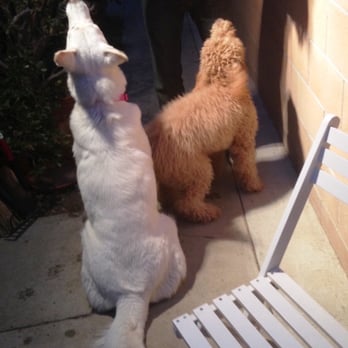 Refine Your K9 - Ripley's first play date went well thanks to Refine Your K9's teachings, made our big girl much more calm and manageable. - Pet Training Near Me