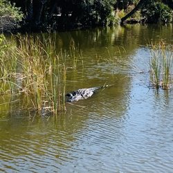 The Great Outdoors Golf Club - Alligator watching our hole