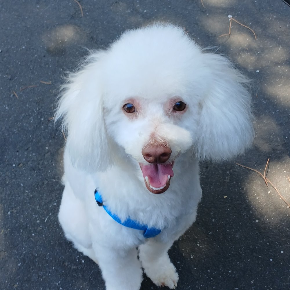 On Command - Pet Sitting Near Me - Reno, Nevada
