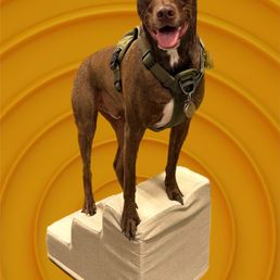 My dog gets lots of energy and remains happy after Marin Raw snacks!