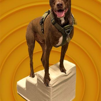 Marin Raw - Oakland - My dog gets lots of energy and remains happy after Marin Raw snacks! - Pet Stores Near Me - Oakland, California Marin Raw - Oakland - My dog gets lots of energy and remains happy after Marin Raw snacks! - Pet Stores Near Me - Oakland, California