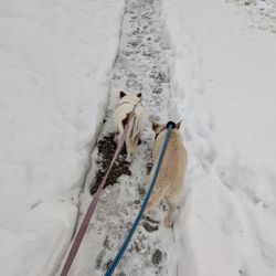 Hands N Paws - Walkies