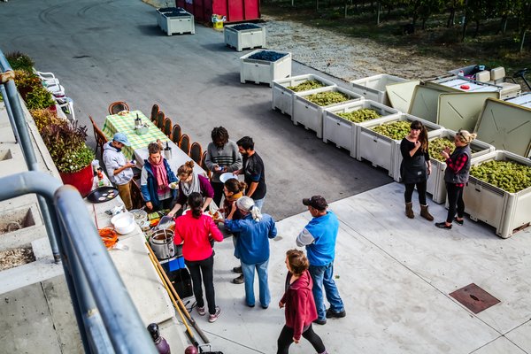 vinAmité Cellars - Winery and Wine Lounge by null