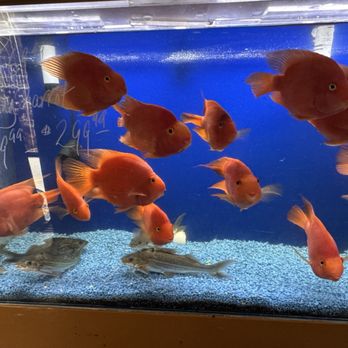King Aquarium - Pet Stores Near Me - San Jose, California