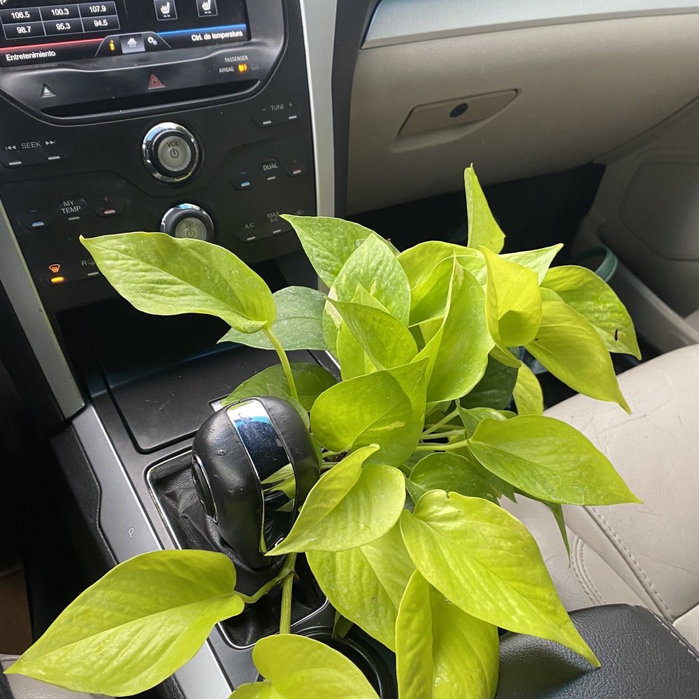 JRN Nursery - Pothos - Nurseries & Gardening Near Me - Houston, Texas JRN Nursery - Pothos - Nurseries & Gardening Near Me - Houston, Texas
