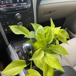 Pothos