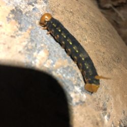 Las Virgenes Canyon - Cool Caterpillar with some type of horn on its rear.