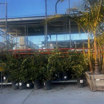 The Home Depot - Plants - Nurseries & Gardening Near Me - Oceanside, California The Home Depot - Plants - Nurseries & Gardening Near Me - Oceanside, California