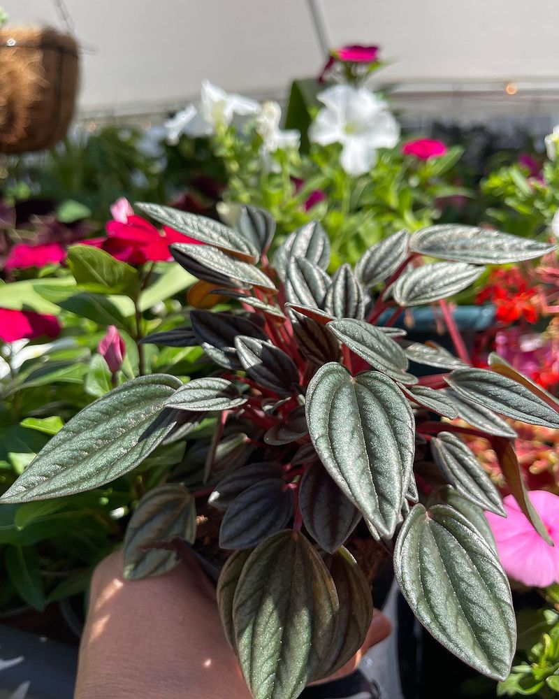 HIPPIE ROOTS NURSERY Updated September 2024 44 Photos 13128