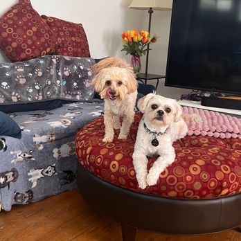 Jenna's Love - We always love it when Teddy (left) comes to stay! He and Ezra are best buddies. - Pet Boarding Near Me Jenna's Love - We always love it when Teddy (left) comes to stay! He and Ezra are best buddies. - Pet Boarding Near Me