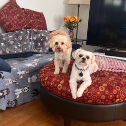 Jenna's Love - We always love it when Teddy (left) comes to stay! He and Ezra are best buddies.
