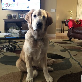 In Total Command Dog Training - Pet Training Near Me - San Diego, California