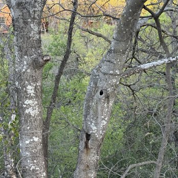 Tanglewood Park - Parks Near Me - Austin, Texas Tanglewood Park - Parks Near Me - Austin, Texas