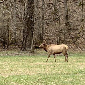 Oconaluftee Visitor Center - Elk in fields 3/14/20 - Visitor Centers Near Me - Cherokee, North Carolina