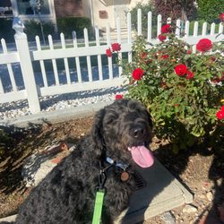 Fetch! Pet Care Monrovia-West Covina - A picture from the pet care journal.