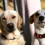 Photo of DOGsAreGENIUS