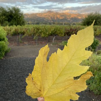 Geyserville Inn - A huge fall leaf with the prettiest background - Hotels Near Me - Geyserville, California Geyserville Inn - A huge fall leaf with the prettiest background - Hotels Near Me - Geyserville, California