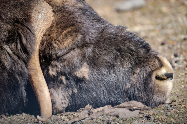 Alaska Zoo by null
