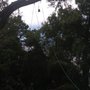 Marvle Tree service