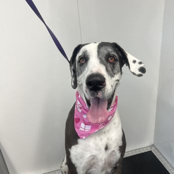 Perkie Paws - Pet Groomers Near Me Perkie Paws - Pet Groomers Near Me