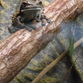 Amazonia - Tree Frog, Amazonia - Kids Activities Near Me