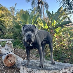 Hacienda Growers Nursery - Dog friendly nursery
