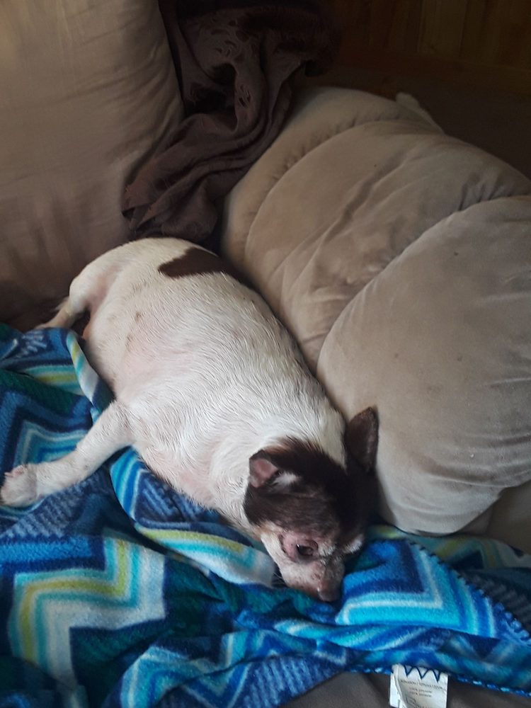 MORRIS VETERINARY HOSPITAL Updated August 2024 1047 Hwy 425