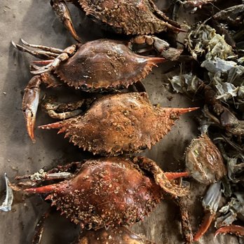 Cravin' Crabs - Ordered 1 dozen large females that were stated to be 6-7 inches large. I got a batch of mixed sizes with 4 1/2 inches of empty crabs. - Seafood Near Me - Baltimore, Maryland Cravin' Crabs - Ordered 1 dozen large females that were stated to be 6-7 inches large. I got a batch of mixed sizes with 4 1/2 inches of empty crabs. - Seafood Near Me - Baltimore, Maryland