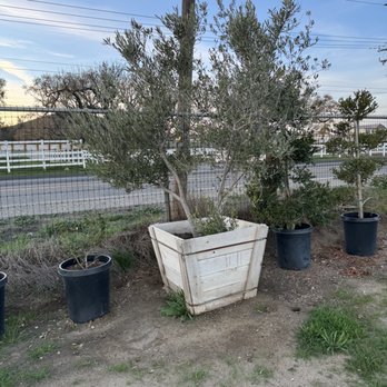 Tierra Blooms Nursery - Nurseries & Gardening Near Me - Menifee, California Tierra Blooms Nursery - Nurseries & Gardening Near Me - Menifee, California