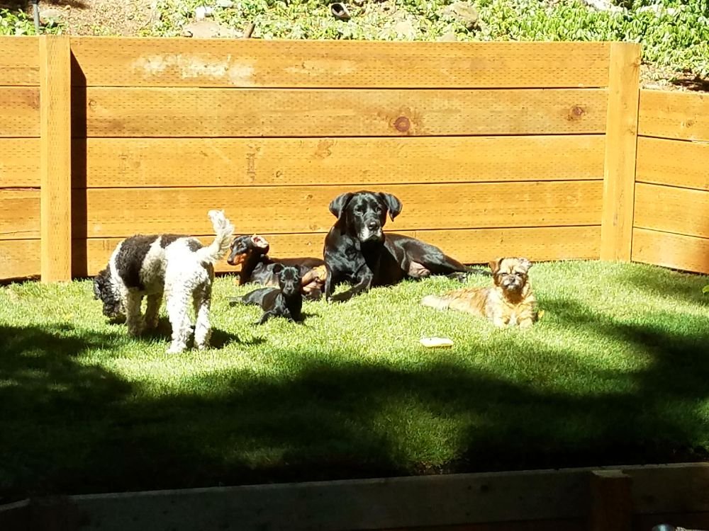 UNLEASHED DOG BOARDING Updated August 2024 17468 Fir Rd, Lake