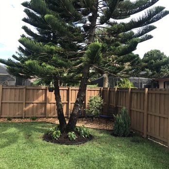 Next Level Landscaping and Maintenance - a pine tree in a backyard - Landscaping Near Me - Lake Worth, Florida Next Level Landscaping and Maintenance - a pine tree in a backyard - Landscaping Near Me - Lake Worth, Florida