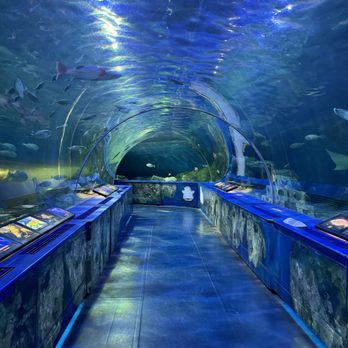 しながわ水族館 - Updated June 2026 - 82 Photos & 12 Reviews - 勝島