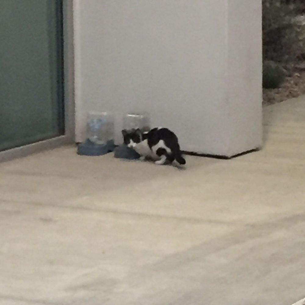 SpringHill Suites by Marriott Gallup - Food and water for kitties. No drinks for customers though... - Hotels Near Me - Gallup, New Mexico SpringHill Suites by Marriott Gallup - Food and water for kitties. No drinks for customers though... - Hotels Near Me - Gallup, New Mexico