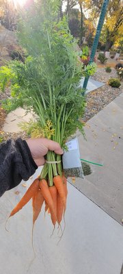 Reno Food Systems by null