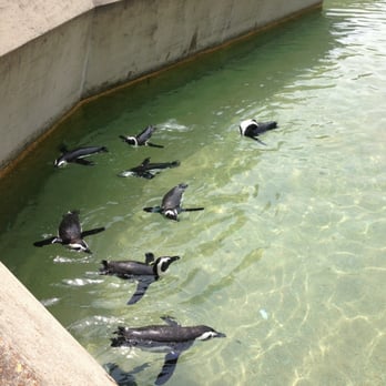 Memphis Zoo - Zoos Near Me - Memphis, Tennessee Memphis Zoo - Zoos Near Me - Memphis, Tennessee