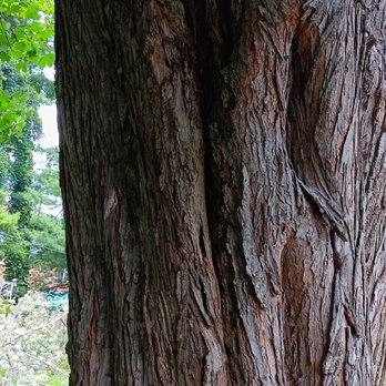 Conservation Tree Service - Tree Services Near Me