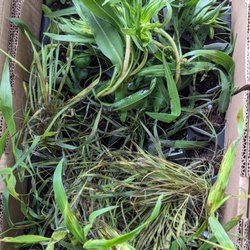 Prairie Moon Nursery