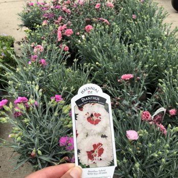 Calloway's Nursery - Nurseries & Gardening Near Me - Little Elm, Texas