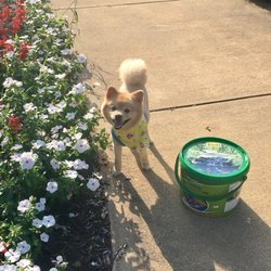 Pampered Pets - Look at my dogs haircut! Melissa also always gives pups a cute bandana too! Xoxo