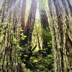 Radiant Massage - Massage Therapy can bring a sense of calm to your whole being. Like being out in an old growth forest.