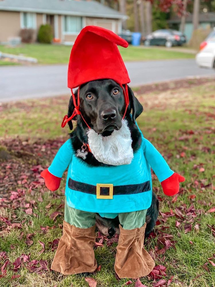 MUTT PUDDLES DOG WASH Updated October 2024 16 Photos & 23 Reviews