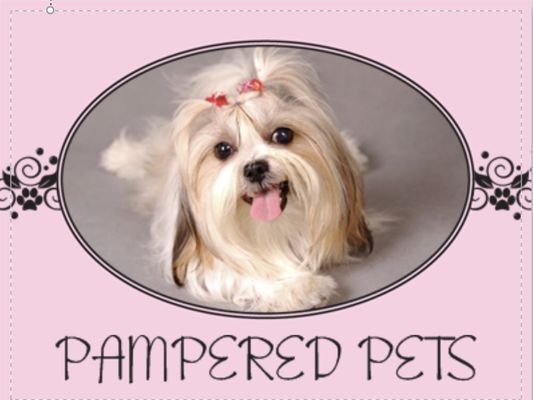 pampered pet taxi